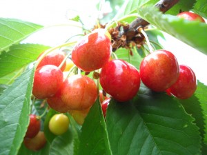cireşe roşii