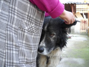 gringo, câine caucazian