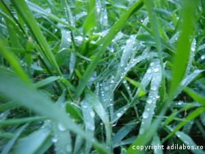 iarba dupa ploaie1