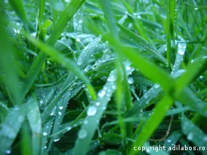 iarba dupa ploaie2