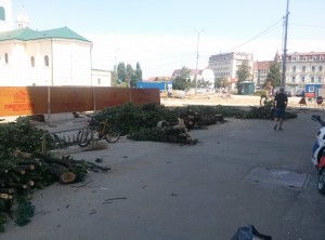 copaci taiati 30 iunie 2015 (1)