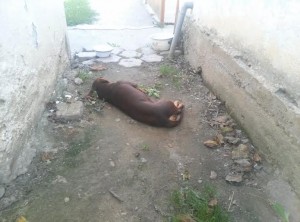 Maxi cu spatele