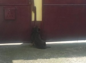 Maxi la poarta