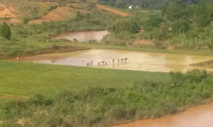 Oameni cultiva orez langa parcul cu lemurieni in Madagascar