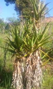 copac in Madagascar