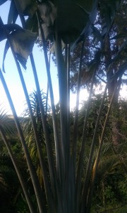 Arborele calator in Madagascar