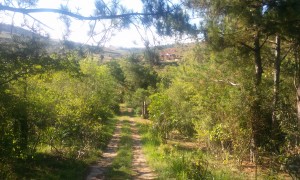 poteca prin parcul cu lemurieni in Madagascar
