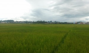 camp de orez langa Antananarivo
