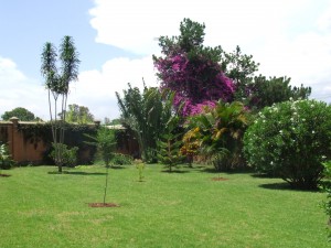 vegetatie Antananarivo Madagascar
