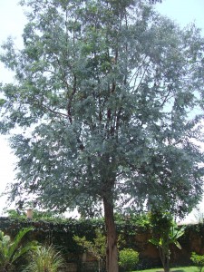 copac in Madagascar in gradina