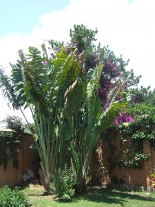 copac in Madagascar in gradina