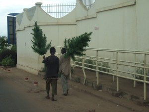 brazi pe strada Madagascar