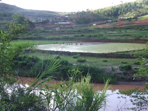 plantatie de orez in Madagascar