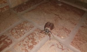 bondari de mai1