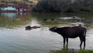bivoli la scaldă Colești