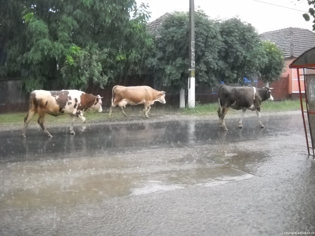 Ploaie de vară şi ciurda la Girişu Negru