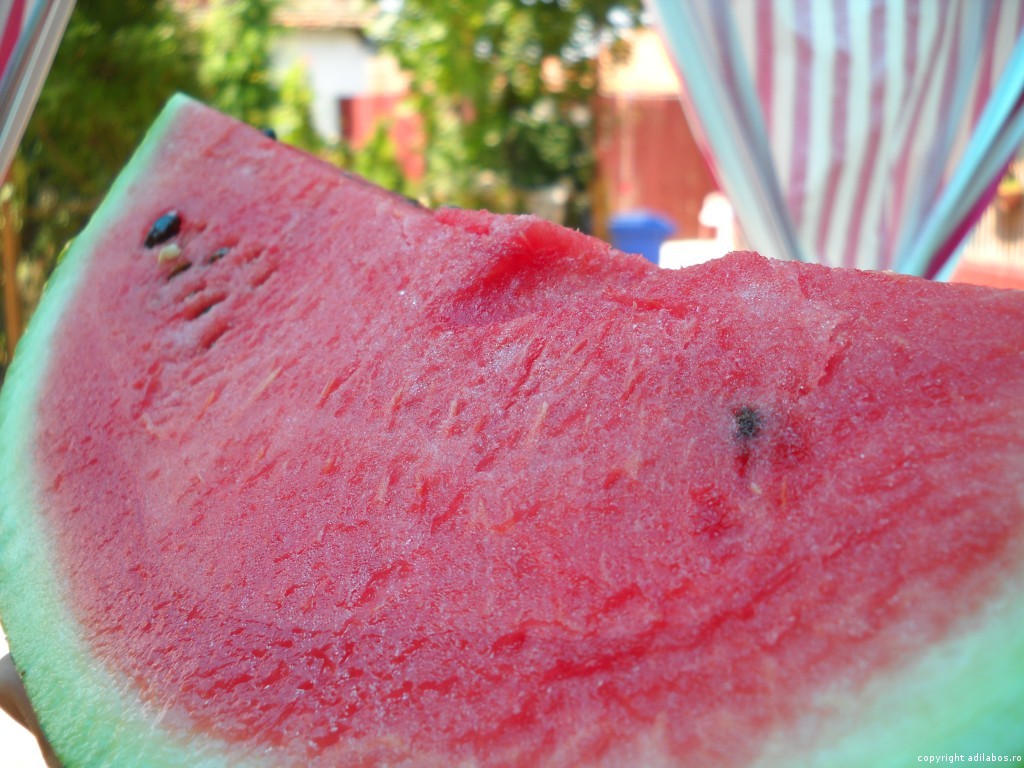 lebenita