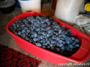 prune culese