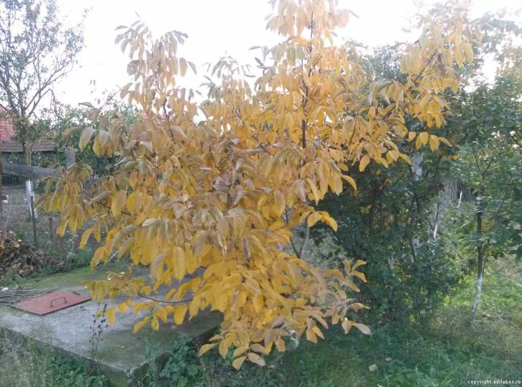 Toamna, by LG Optimus G E975