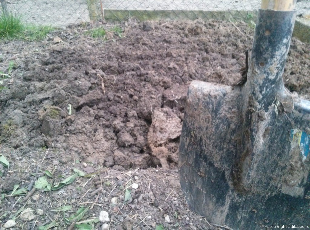 gradina sapata partial2