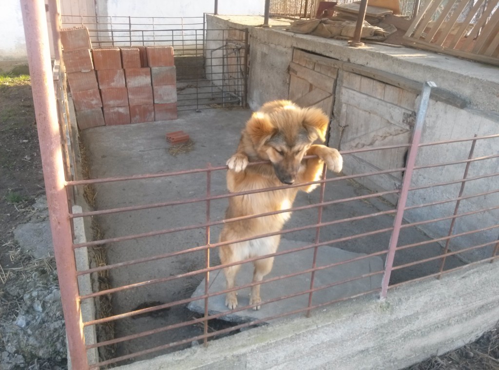 in livada4