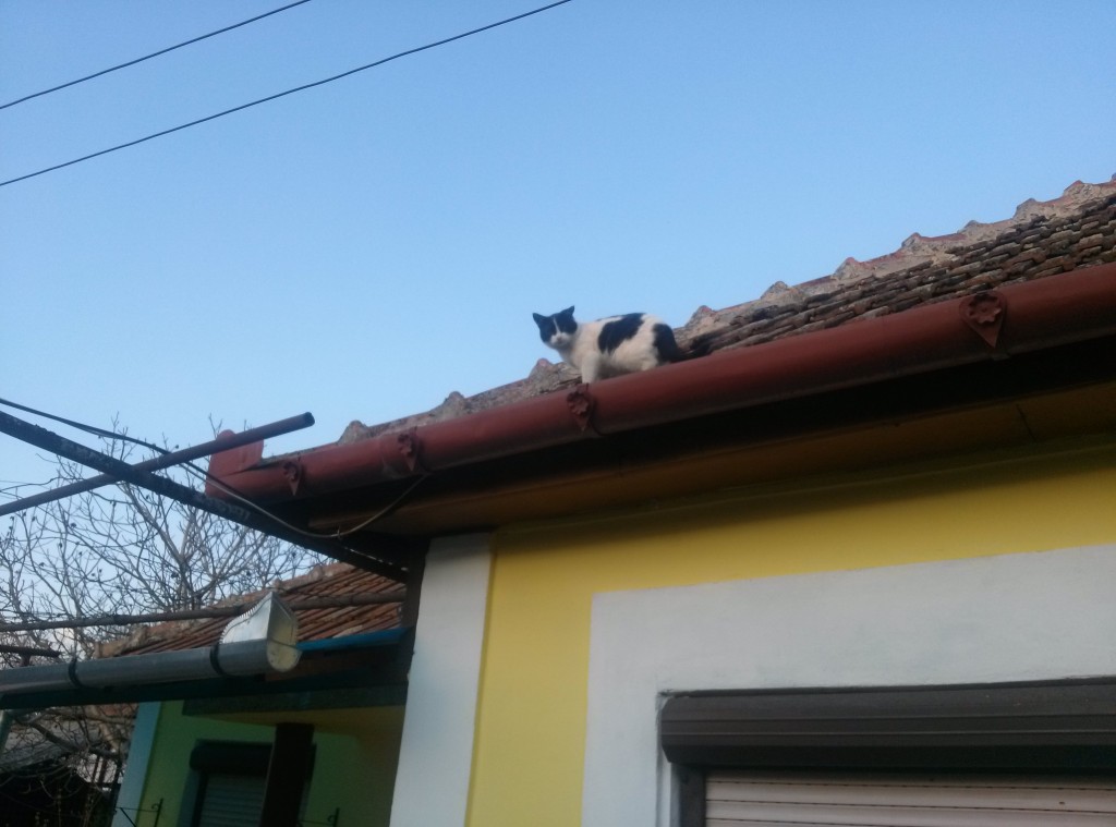 in livada7