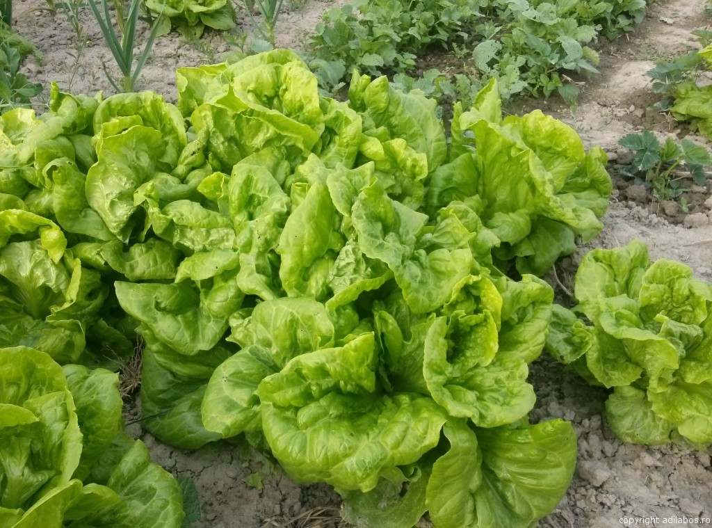 natura5