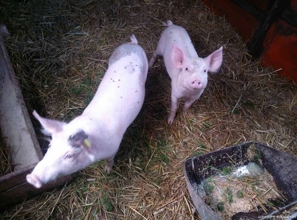 porci